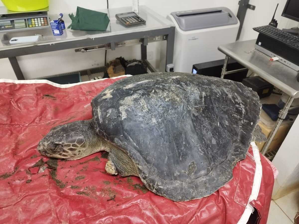 Tortuga lora fue hallada mutilada en playa de Golfito