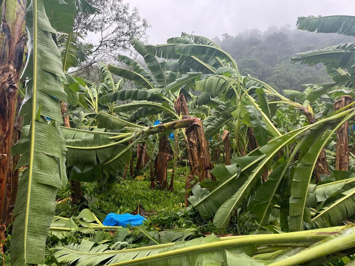 Cambio-climático-golpea-al-sector-bananero-producción-cae-más-del-20%