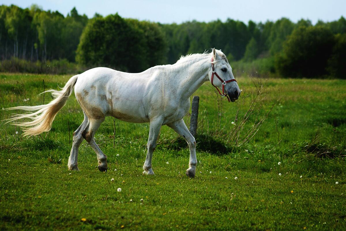 SENASA alerta por detección de casos de Tripanosomiasis en caballos en Costa Rica