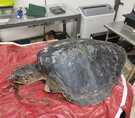Tortuga lora fue hallada mutilada en playa de Golfito