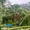 Cambio-climático-golpea-al-sector-bananero-producción-cae-más-del-20% Cambio-climático-golpea-al-sector-bananero-producción-cae-más-del-20%