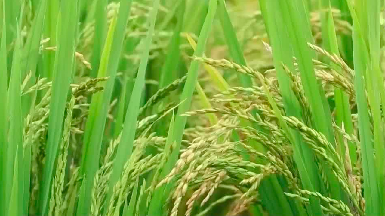 Discusiones por el arroz en el Plenario