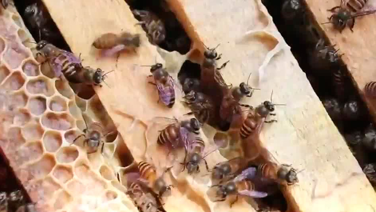 Hombre muere tras ataque de abejas en Santa Ana Hombre muere tras ataque de abejas en Santa Ana