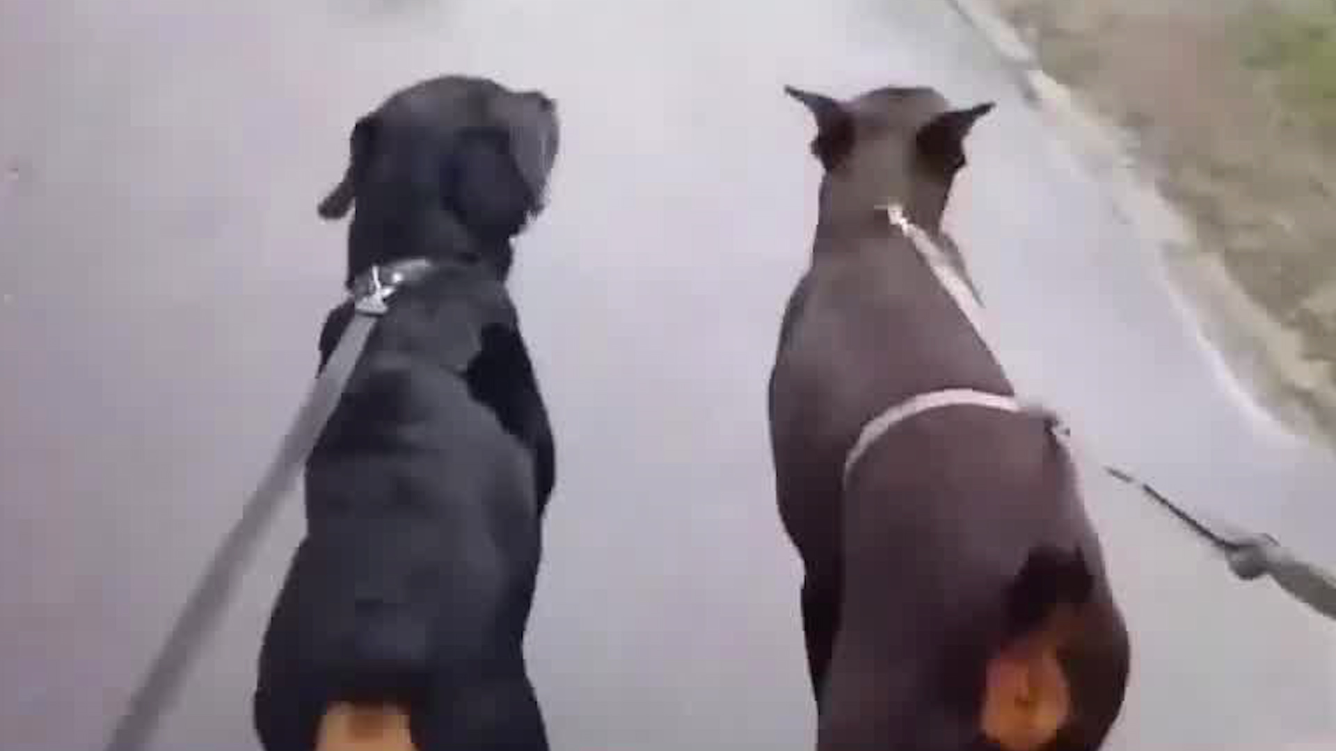 Mascoteando | ¿Existen razas peligrosas?