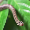 ¿Qué hacer si me pica una serpiente?