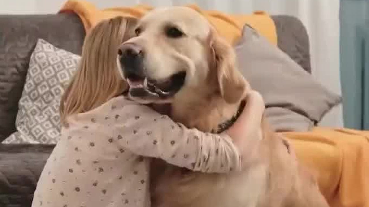 Mascoteando | Consejos para cuidar a perros grandes en época de lluvias