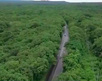 Copas de árboles forman un túnel Copas de árboles forman un túnel