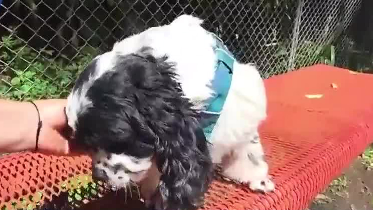 Mascoteando | Vacunas protegen a las mascotas Mascoteando | Vacunas protegen a las mascotas