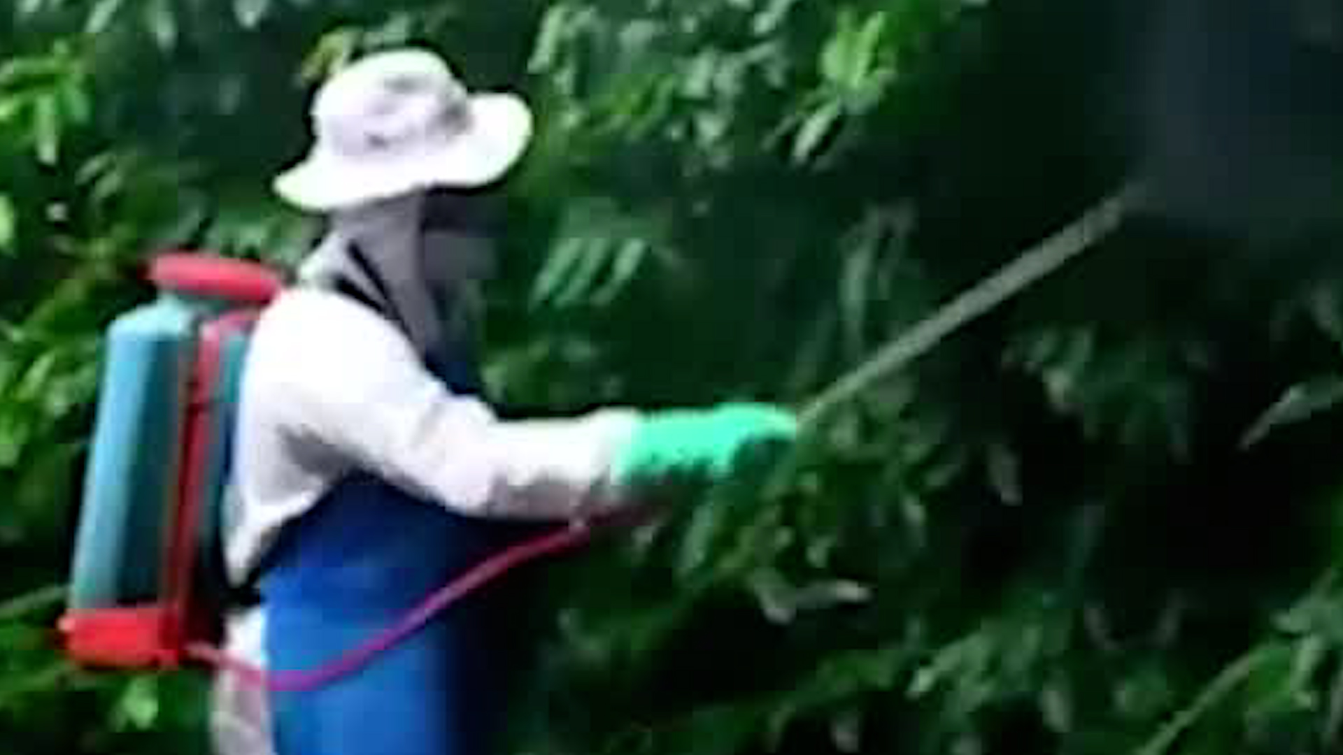 Mal uso de pesticidas ha provocado 140 intoxicaciones en 2025
