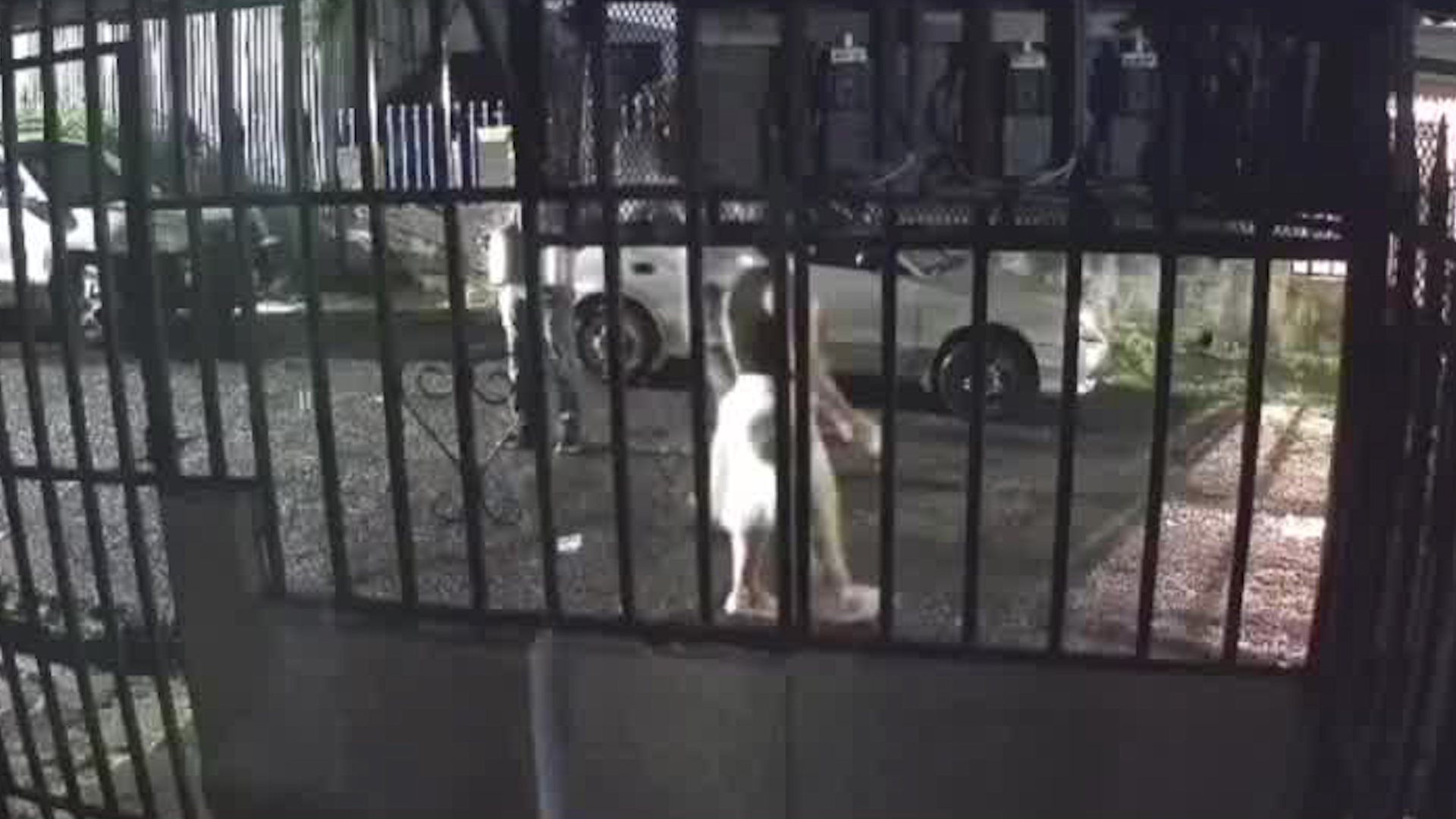 Captan sangrienta ejecución de un hombre | VIDEO