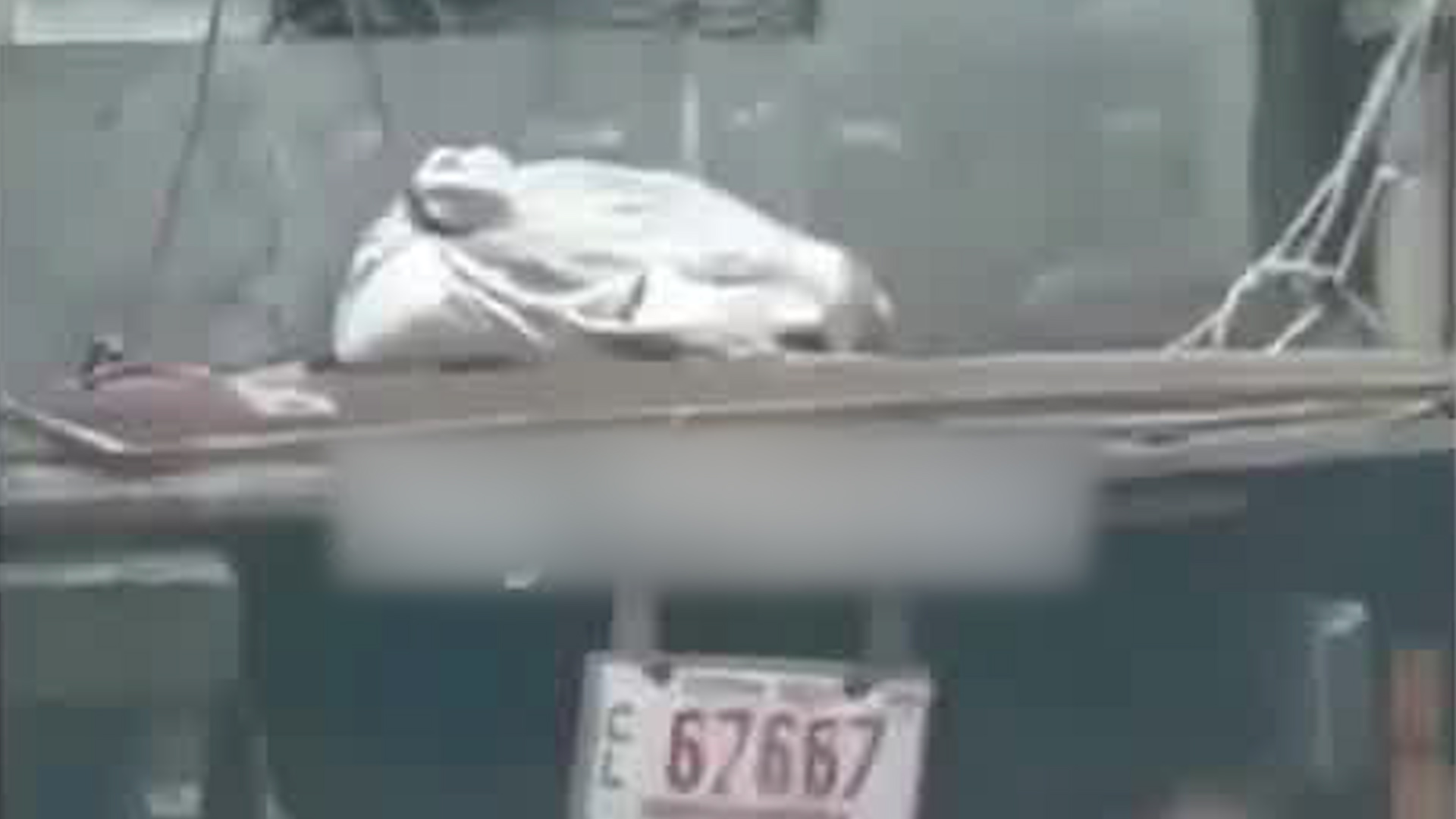 Cerdo es transportado en un saco