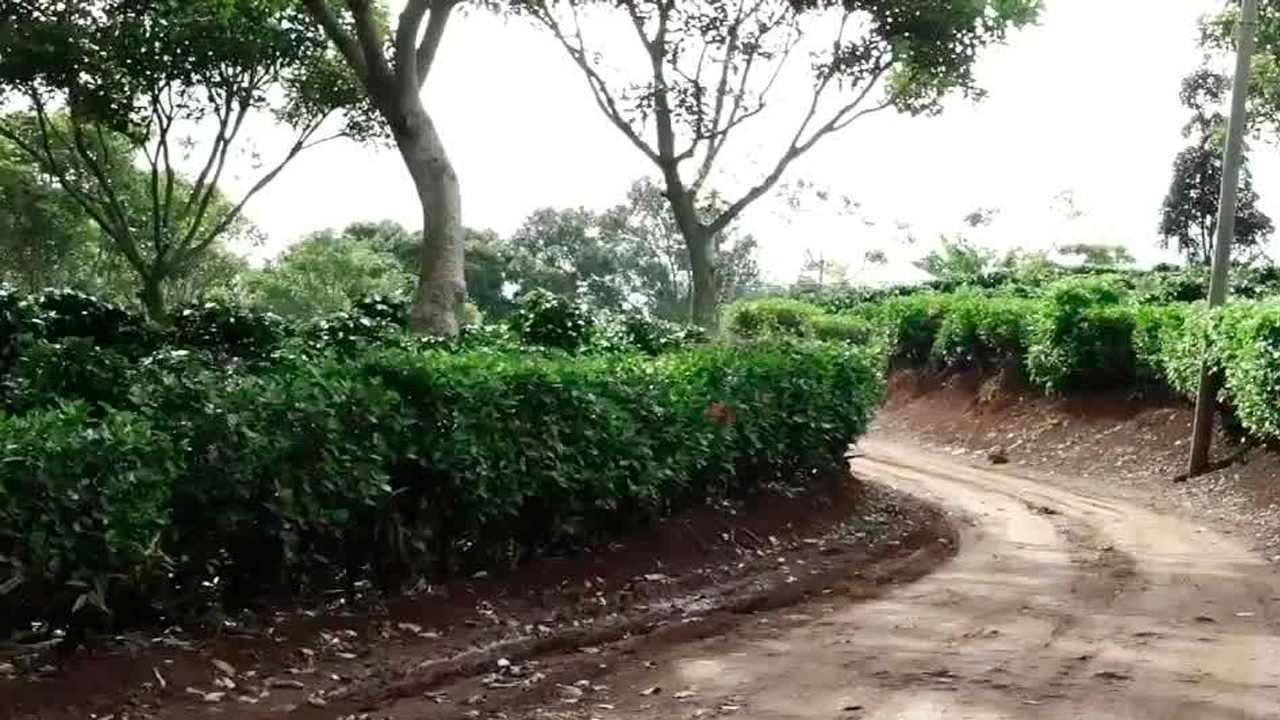 Seis cuerpos asesinados fueron abandonados en una semana