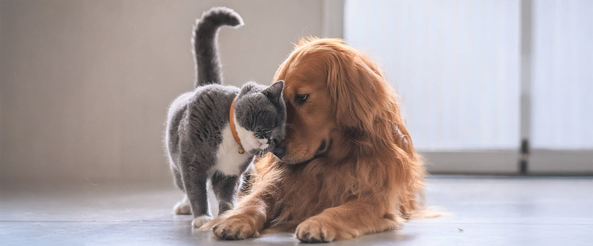 Escazú anuncia jornada gratuita de castración para perros y gatos Escazú anuncia jornada gratuita de castración para perros y gatos