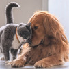 Escazú anuncia jornada gratuita de castración para perros y gatos Escazú anuncia jornada gratuita de castración para perros y gatos