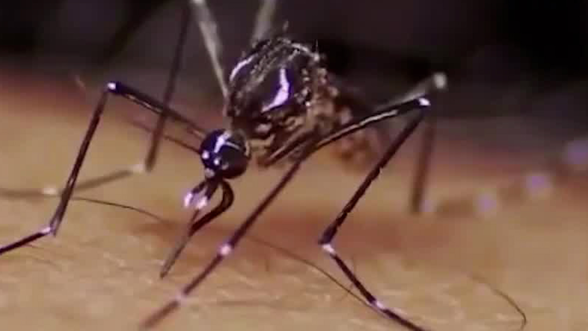 Aumentan los casos de dengue en el país