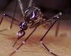 Aumentan los casos de dengue en el país Aumentan los casos de dengue en el país