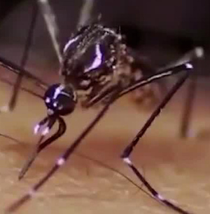 Aumentan los casos de dengue en el país