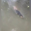 Hallan cuerpo de hombre flotando en río de Jacó Hallan cuerpo de hombre flotando en río de Jacó