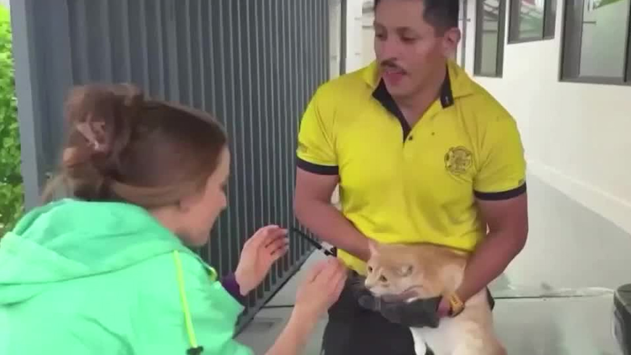 Socorristas aprenden primeros auxilios para mascotas Socorristas aprenden primeros auxilios para mascotas