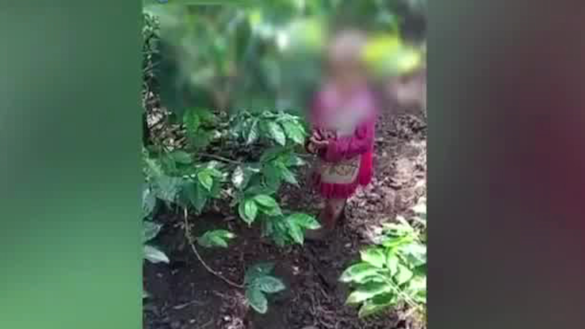 Ubican a niña deambulando sola por un cafetal en Alajuela | VIDEO Ubican a niña deambulando sola por un cafetal en Alajuela | VIDEO