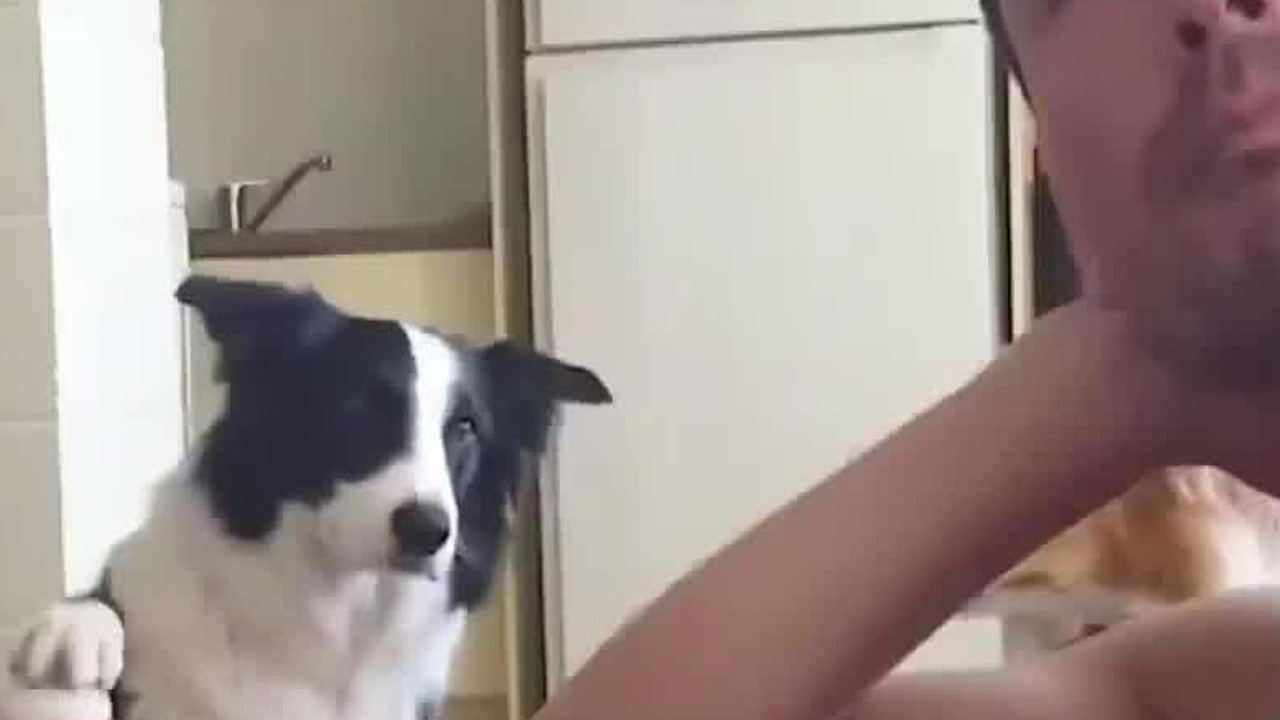 ¿Comprar o aportar una mascota?