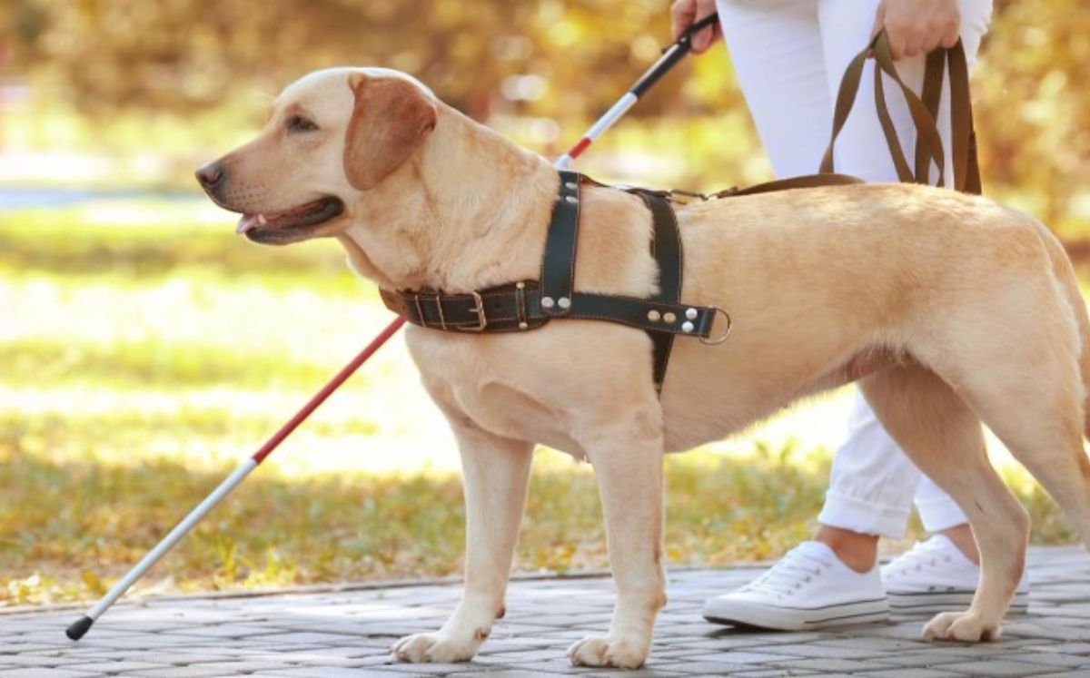 Diputados archivan proyecto que buscaba regular perros de asistencia