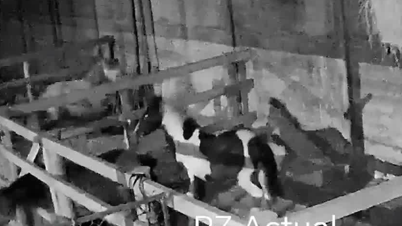 Videos muestran sismo de 6.1 en Quepos Videos muestran sismo de 6.1 en Quepos
