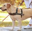 Diputados archivan proyecto que buscaba regular perros de asistencia