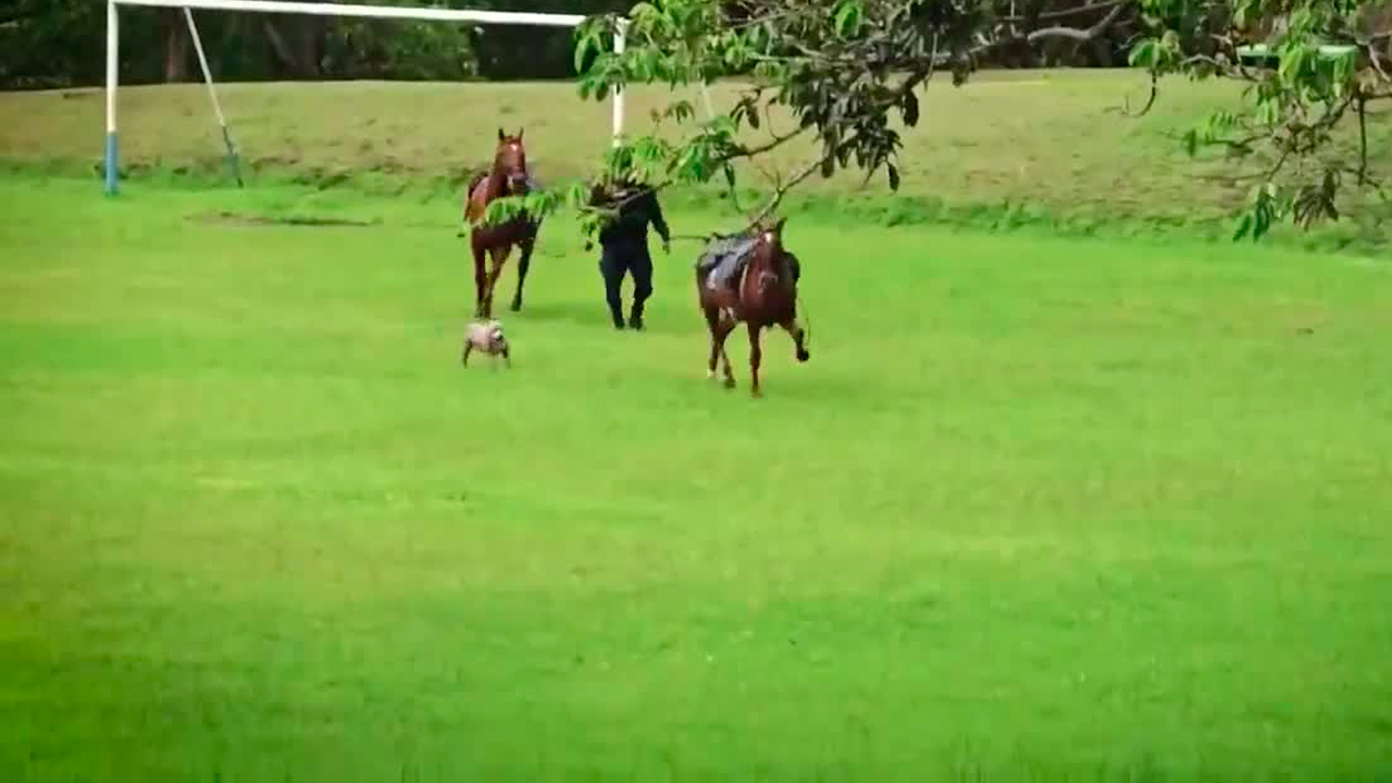 Perro ataca a caballo policial: Testigo narra lo ocurrido