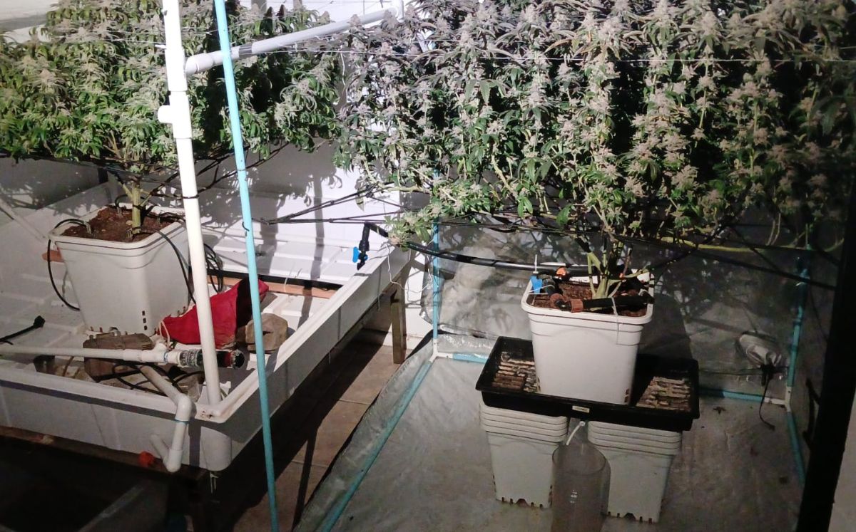 Agentes del OIJ decomisaron droga, dinero y un laboratorio durante el allanamiento.