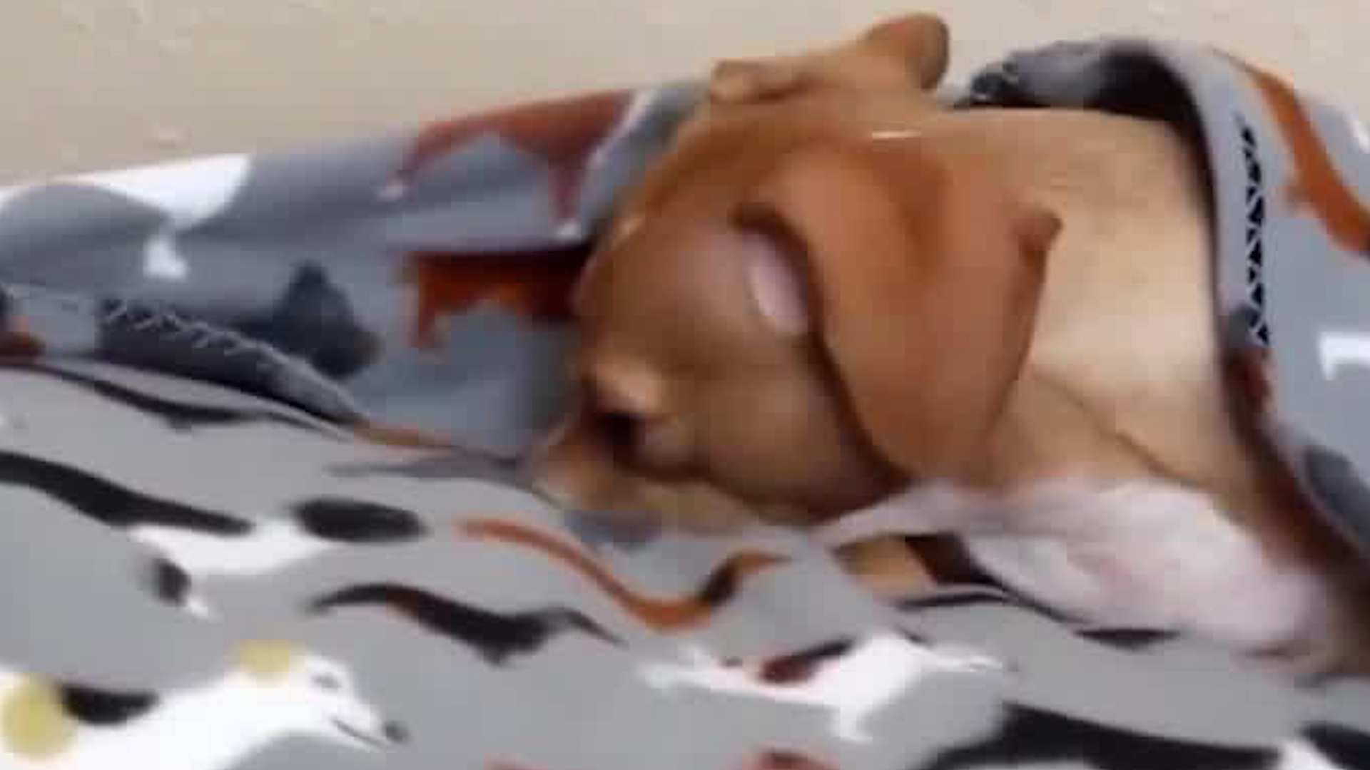 ¿Cómo presentar un nuevo perro en casa?