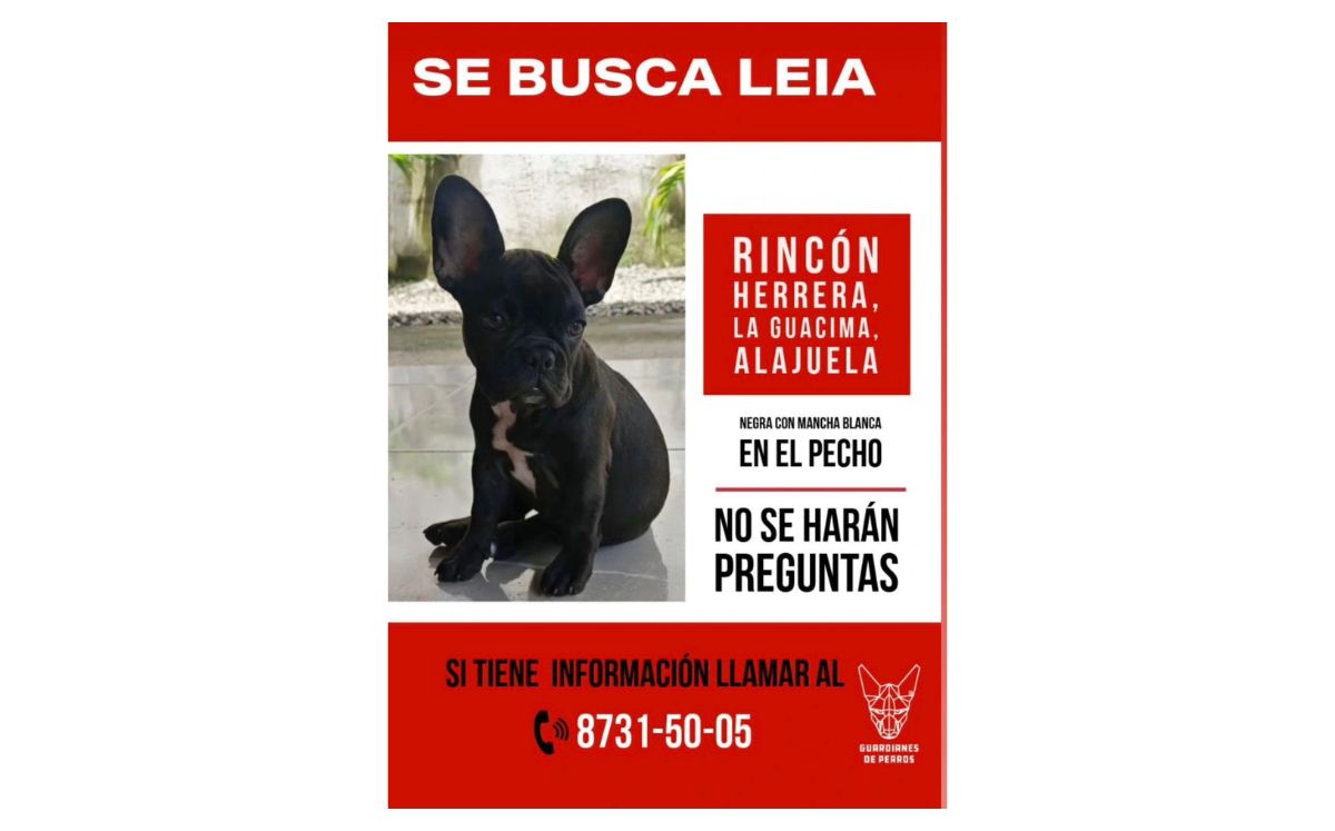 Dueña busca a su perrita robada durante asalto en La Guácima