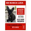 Dueña busca a su perrita robada durante asalto en La Guácima