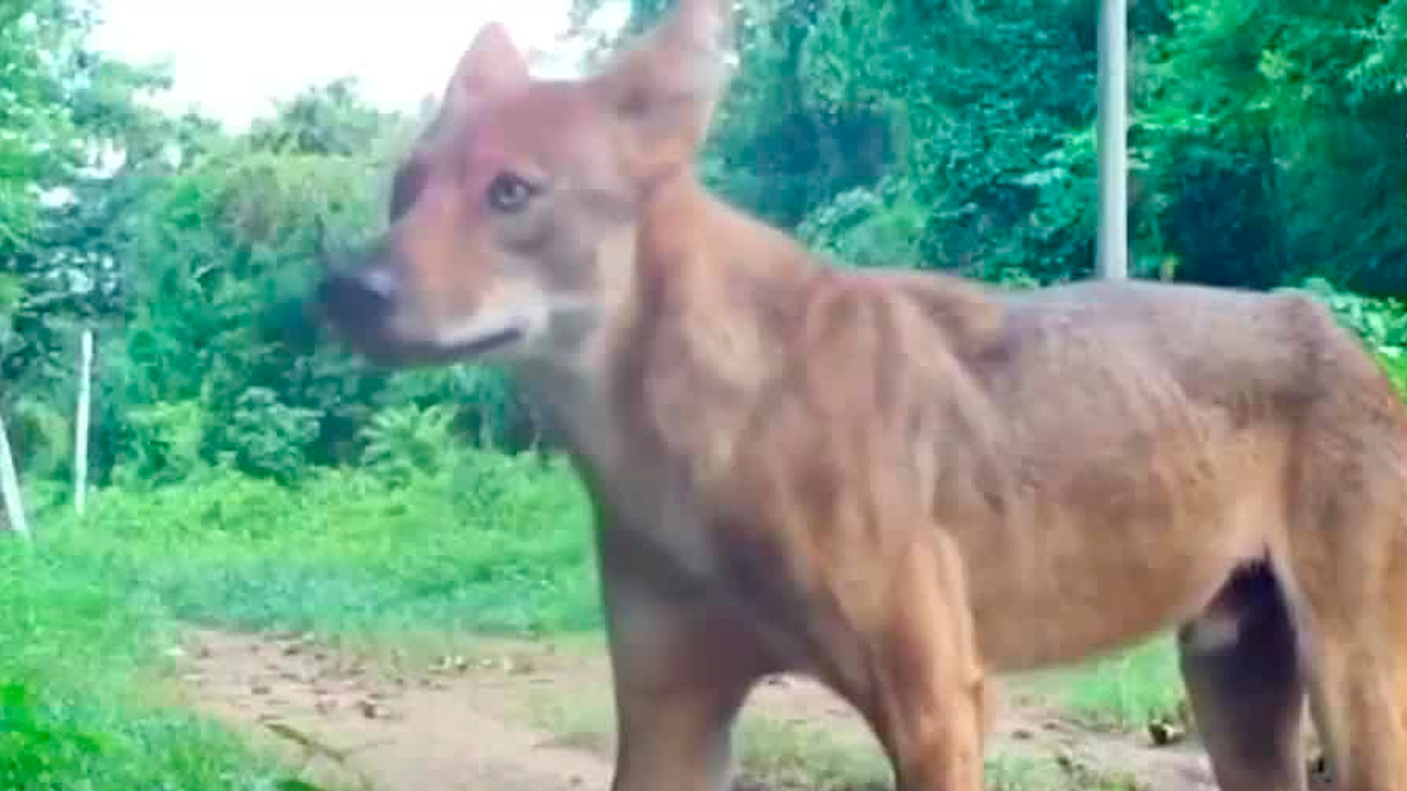 Animales silvestres ganan terreno en zonas pobladas