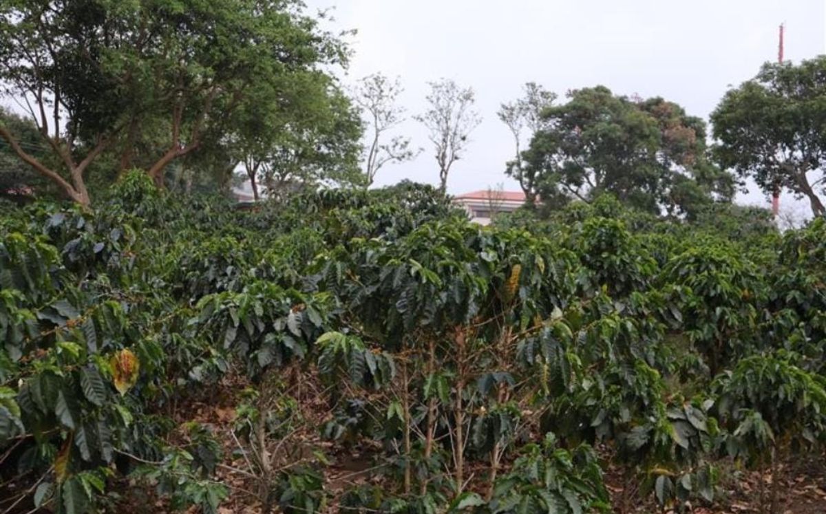 La información recibida será almacenada de manera confidencial (OIJ).