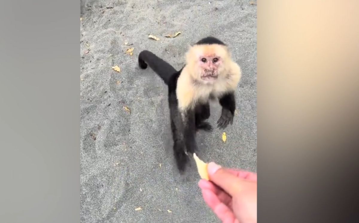 Video de turista alimentando a mono en Guanacaste desata críticas