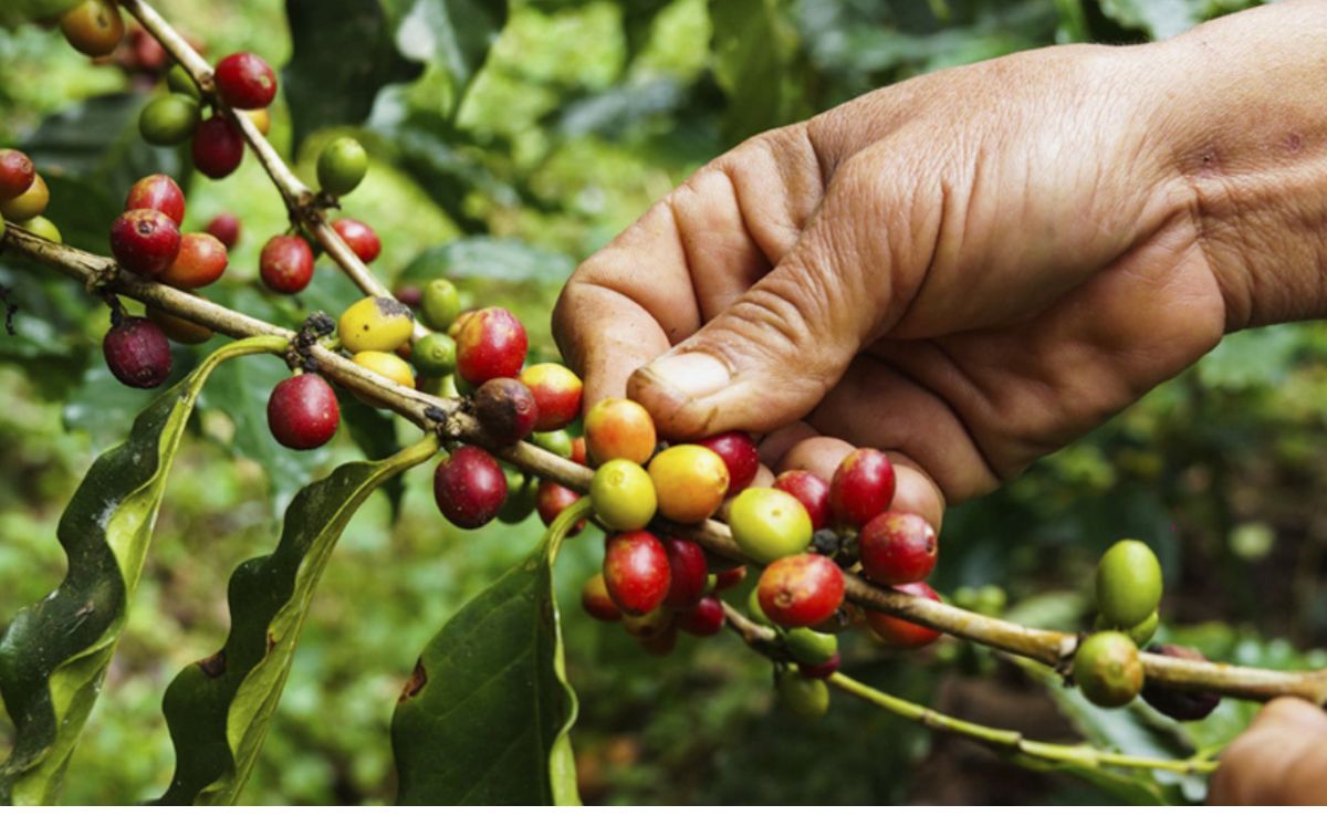 Lluvias dejan millonarias pérdidas en cultivos asegurados