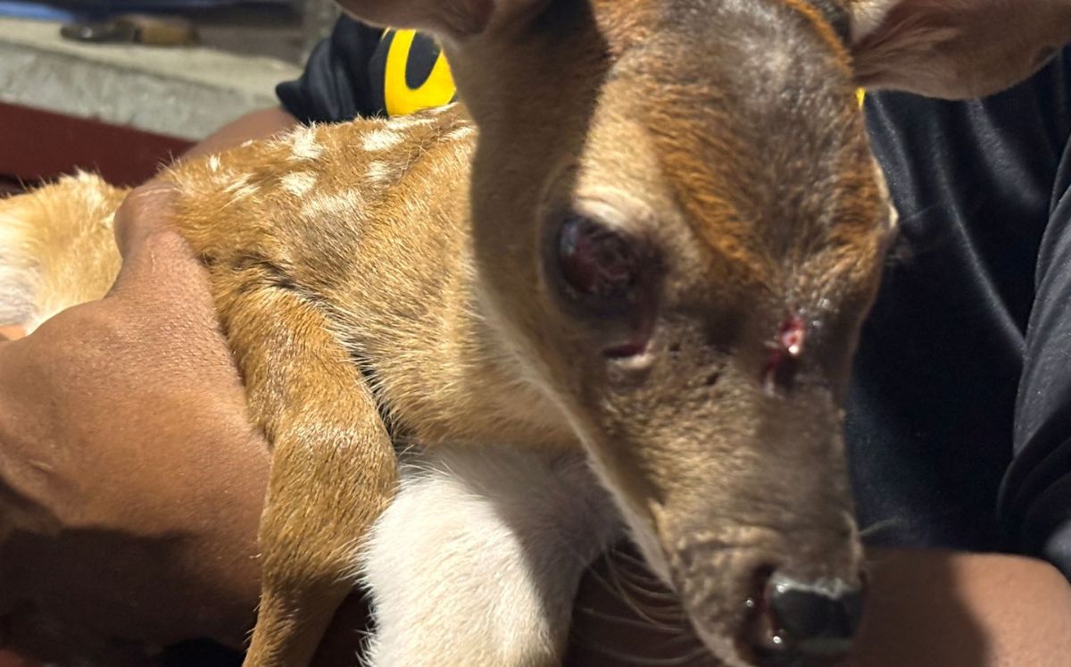Rescatan venado cola blanca herido en Isla Chira