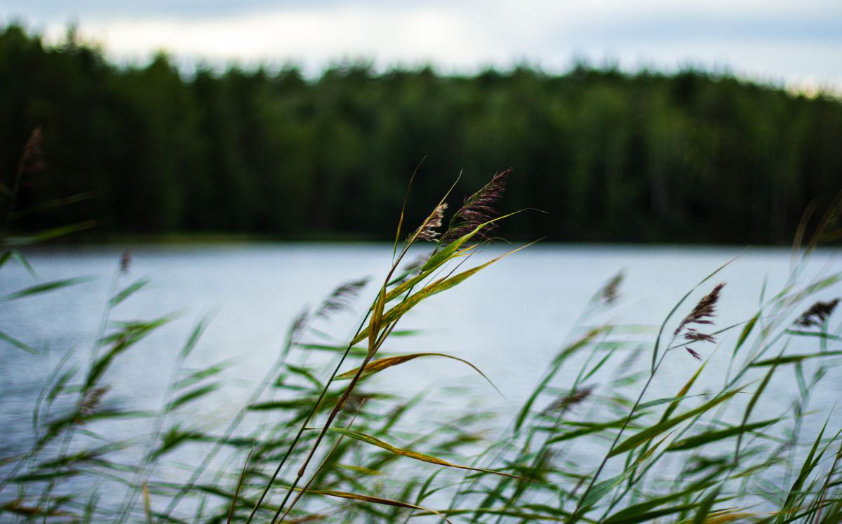 Condiciones de inicio de semana estarán marcadas por vientos alisios débiles y ambiente estable. (Freepik)