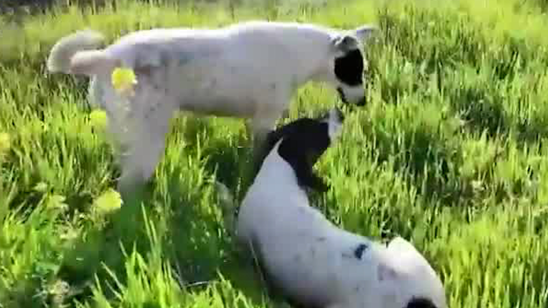 Cuidados para mascotas geriátricas