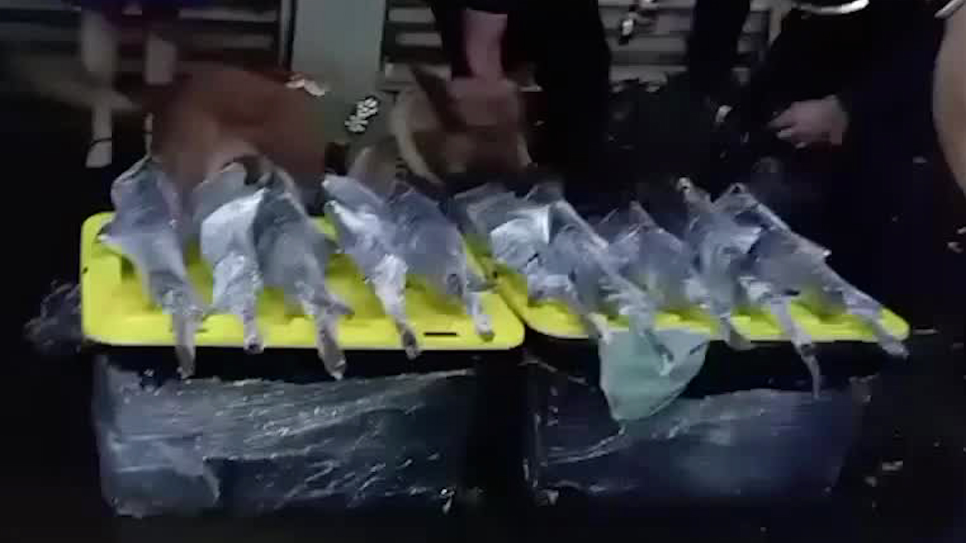 Menor de edad resguardaba armas AR-15