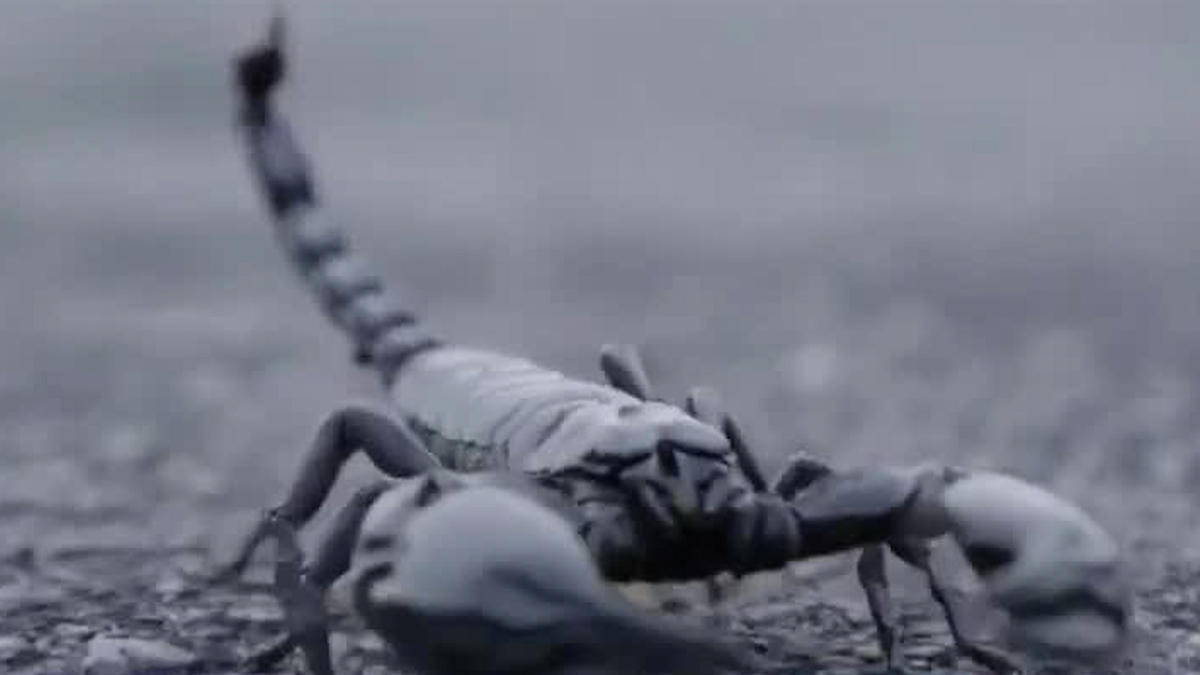 Niña fallece por picadura de alacrán