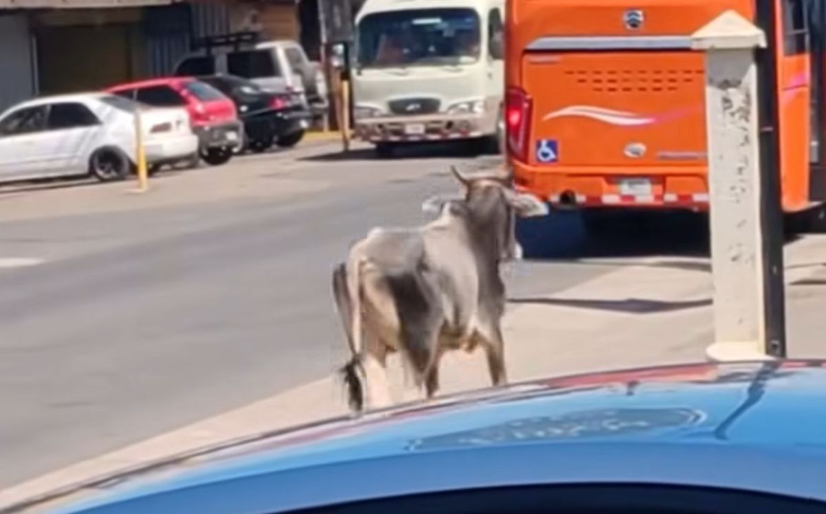 Toro suelto causa susto y paraliza el centro de Aguas Zarcas