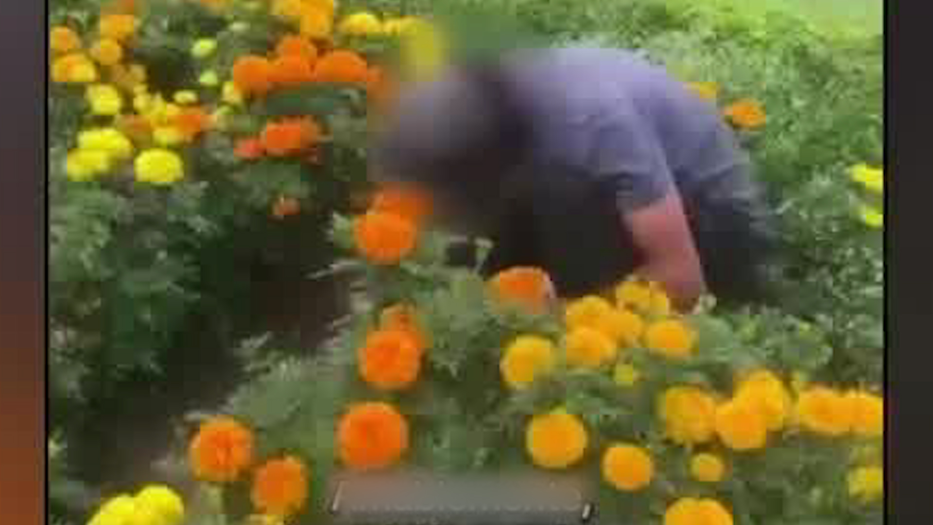 Habitante de la calle sustrae plantas de parque público en San José