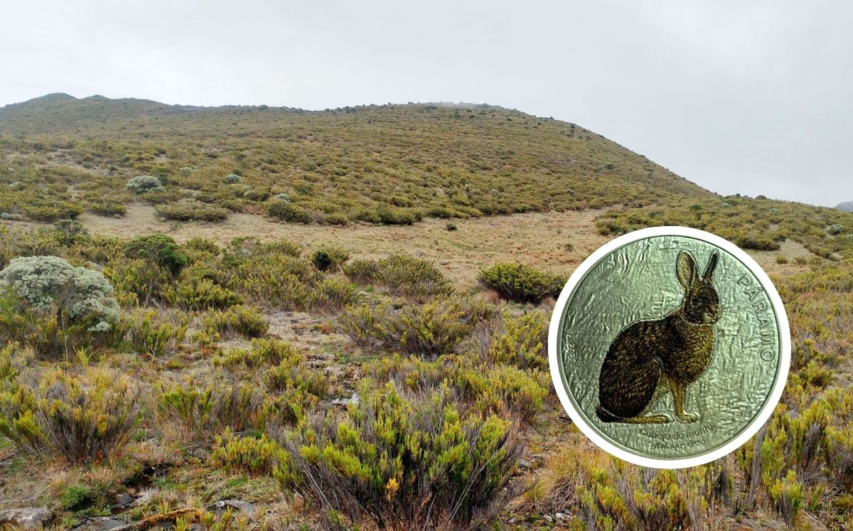 La moneda forma parte de la colección 