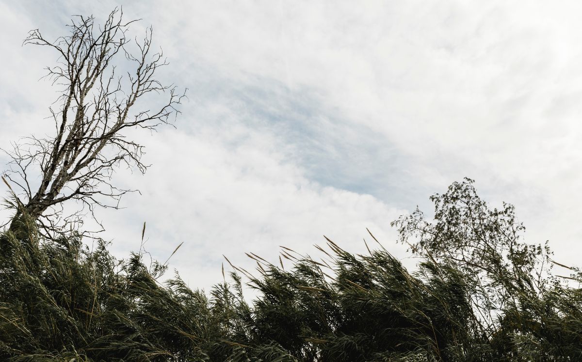 Debilitamiento de los vientos alisios provoca aumento de humedad y posibles lluvias vespertinas. (Freepik)