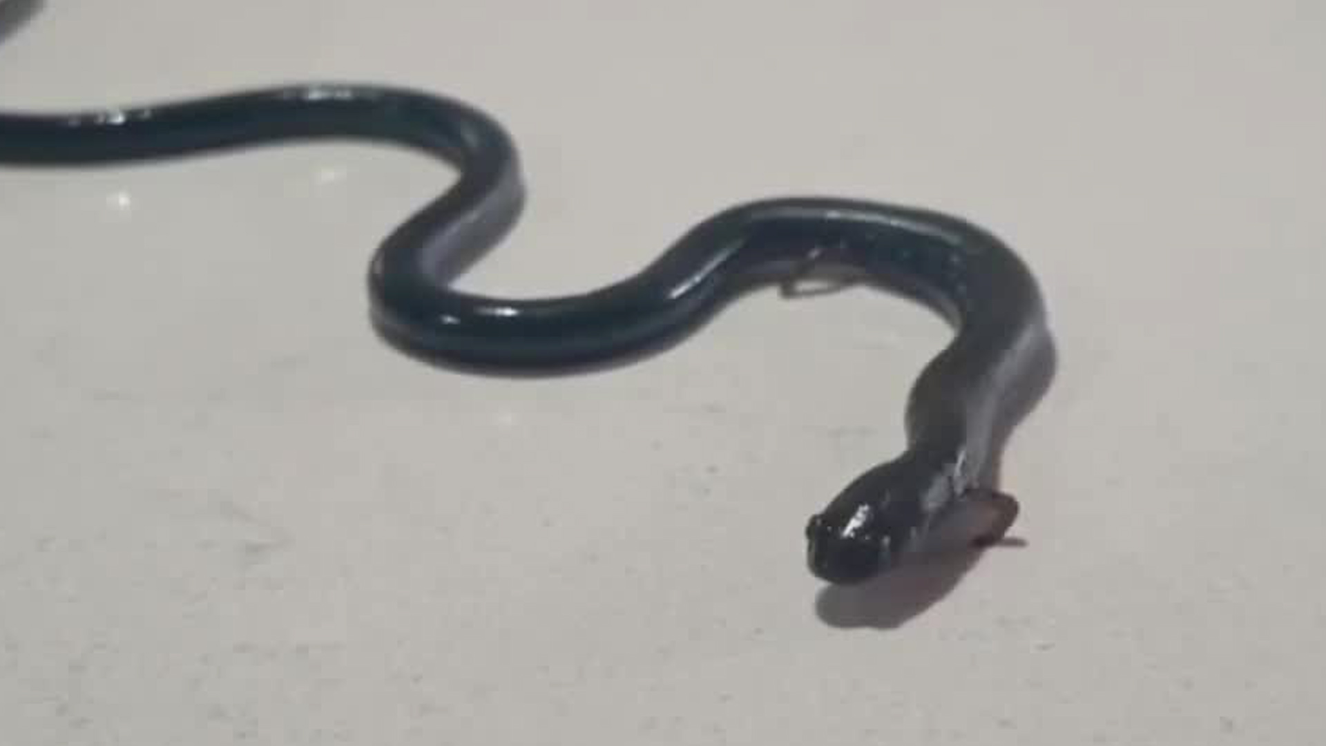 Hallan salamandra dentro de vivienda en Heredia | VIDEO