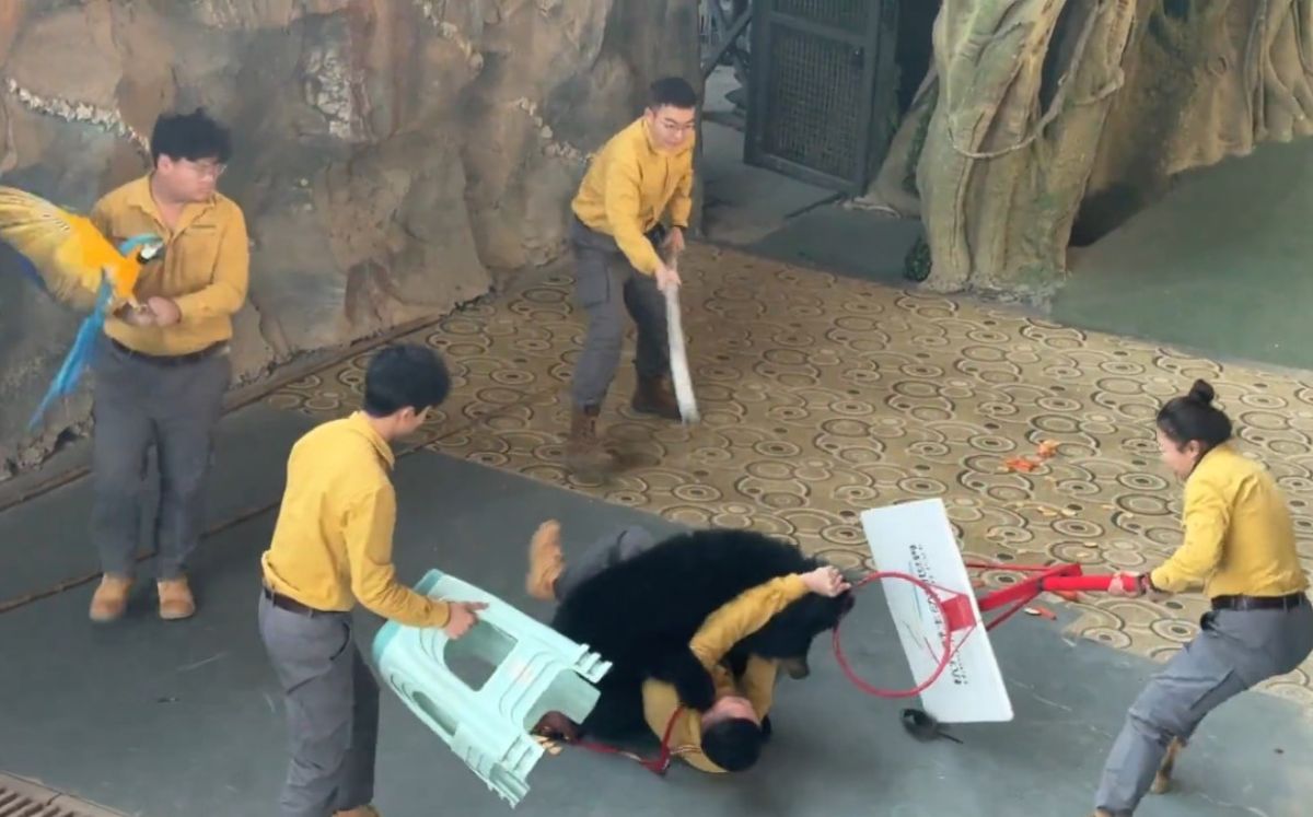 Oso ataca a su cuidador y obligan a cancelar espectáculos en China