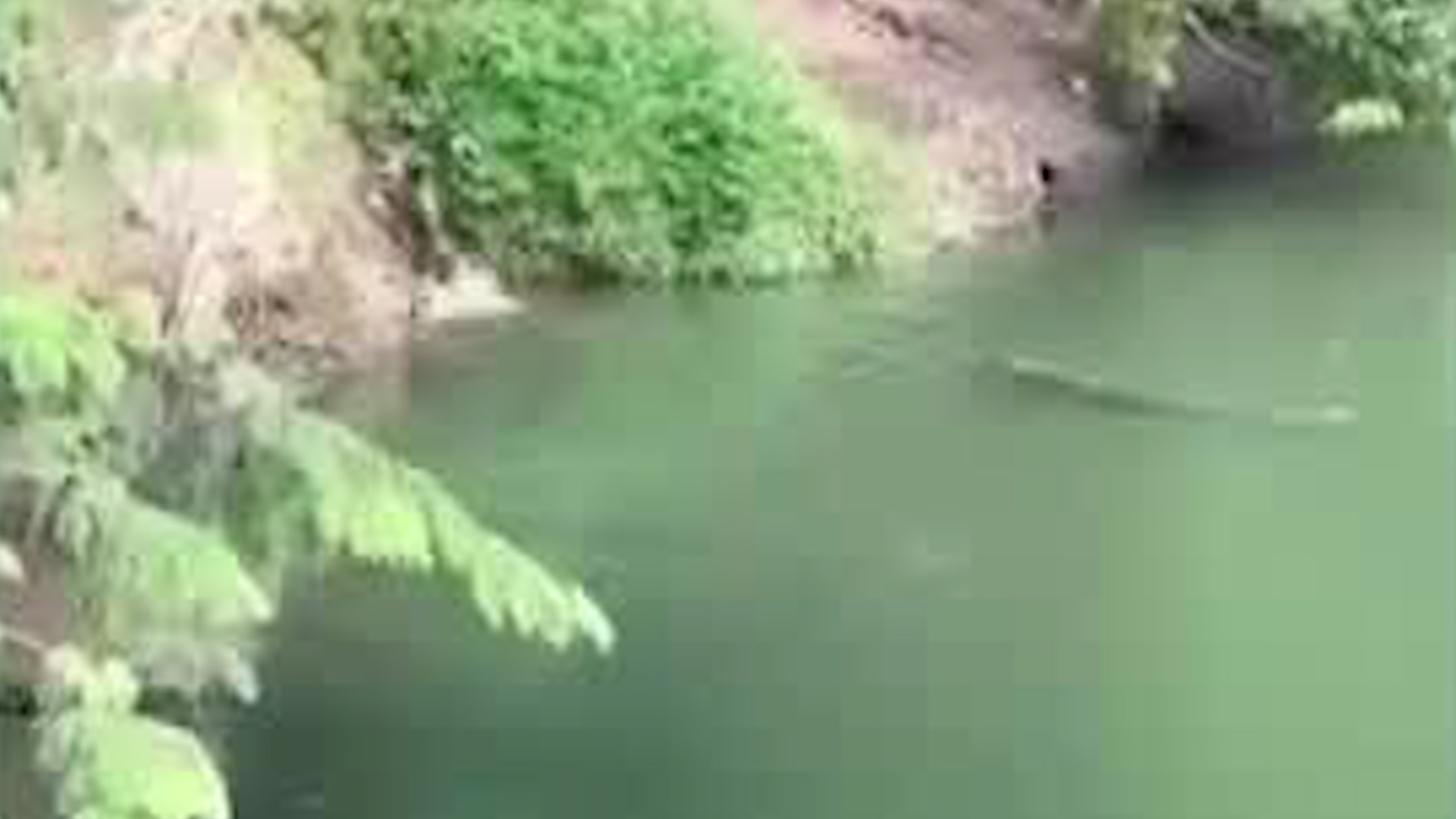 Perro se escapa de morir atacado por cocodrilos | VIDEO