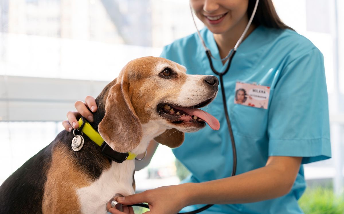 ¿Cuándo es la campaña de castración?